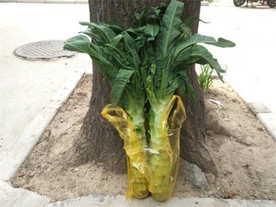 ​莴笋叶究竟要不要焯水？掌握这几个小技巧，莴笋叶清脆爽口不苦涩