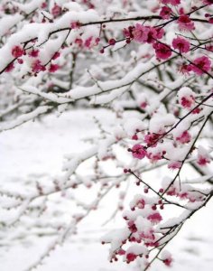 ​什么名能拯救梅这个姓 梅林