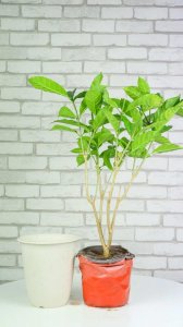 ​怎么养狗牙花