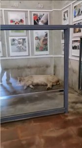 ​14岁猪坚强挺过“5·12”，“年纪太大器官都已经用旧”，如果真的走了，或制成