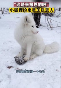 ​黑龙江男子投喂饥饿白狐，白狐竟以灵芝报恩，白狐真有灵性吗？