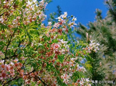 ​“才貌双全”的东方神树——文冠果