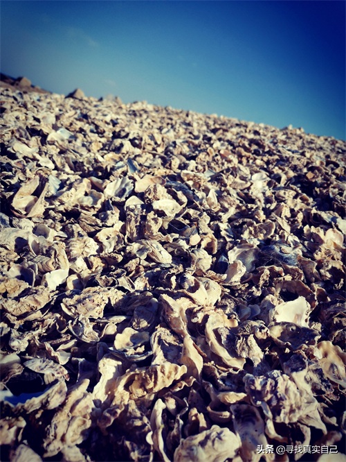 秦皇岛北戴河网红打卡地鸽子窝公园