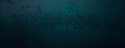 ​《云南虫谷》怪物资料 水彘蜂遇到了生物入侵 献王第一重防线溃败