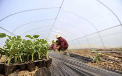 ​西瓜的种植时间和病虫害的预防是种植西瓜需要注意的两个关键方面