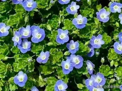 ​百草谱（二十五）婆婆纳