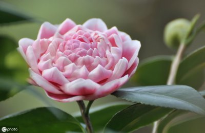 ​茶花掉光叶子不要扔，4步就能“起死回生”，来年依旧花满枝头