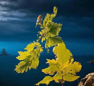 ​英国国家地理