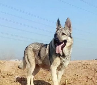 ​绝力对决：狼青犬（日本军国主义的帮凶）VS板凳狗（军犬鼻祖）