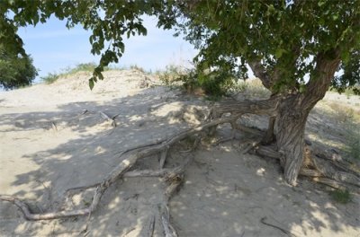 ​抗日英烈——王一川