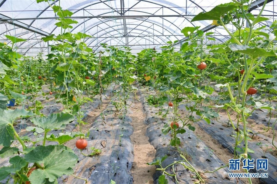 库布其竞相演绎“点沙成金”传奇