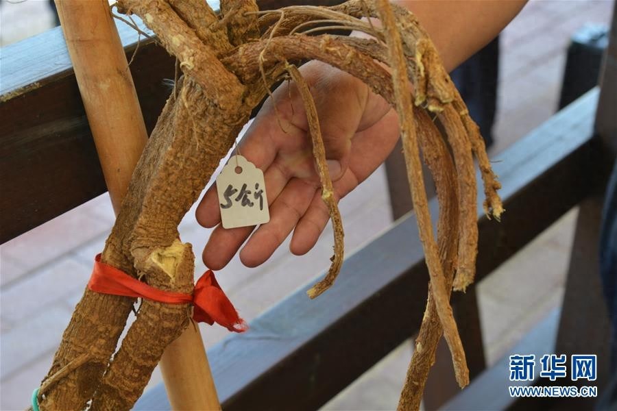 库布其竞相演绎“点沙成金”传奇