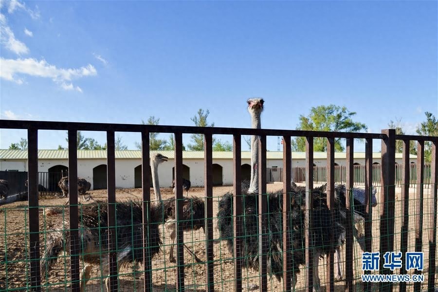 库布其竞相演绎“点沙成金”传奇