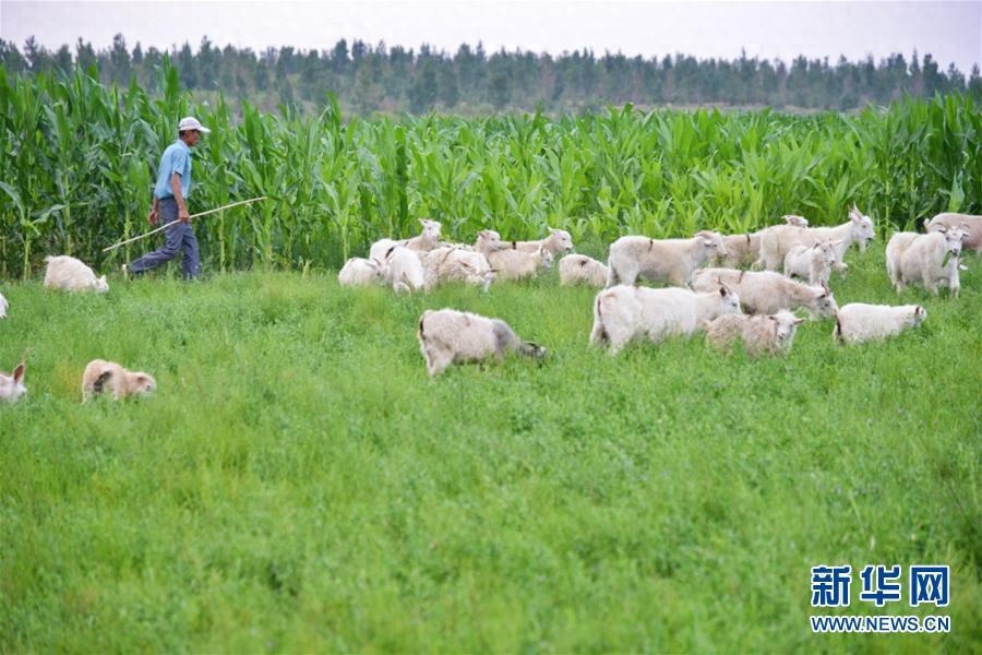 库布其竞相演绎“点沙成金”传奇