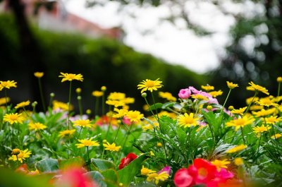 ​《春晓》唐·孟浩然