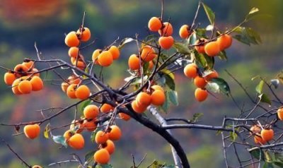 ​冬枣快递5天会坏吗，农民在秋天做什么？